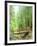 Trail Bridge, Upper Sol Duc Valley, Olympic National Park, Washington, USA-null-Framed Photographic Print
