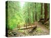 Trail Bridge, Upper Sol Duc Valley, Olympic National Park, Washington, USA-null-Stretched Canvas