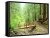 Trail Bridge, Upper Sol Duc Valley, Olympic National Park, Washington, USA-null-Framed Stretched Canvas