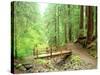Trail Bridge, Upper Sol Duc Valley, Olympic National Park, Washington, USA-null-Stretched Canvas