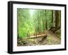 Trail Bridge, Upper Sol Duc Valley, Olympic National Park, Washington, USA-null-Framed Photographic Print