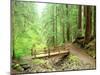 Trail Bridge, Upper Sol Duc Valley, Olympic National Park, Washington, USA-null-Mounted Photographic Print