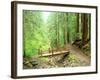 Trail Bridge, Upper Sol Duc Valley, Olympic National Park, Washington, USA-null-Framed Photographic Print