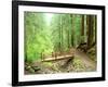 Trail Bridge, Upper Sol Duc Valley, Olympic National Park, Washington, USA-null-Framed Photographic Print