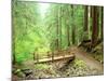 Trail Bridge, Upper Sol Duc Valley, Olympic National Park, Washington, USA-null-Mounted Photographic Print