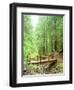 Trail Bridge, Upper Sol Duc Valley, Olympic National Park, Washington, USA-null-Framed Premium Photographic Print