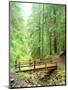 Trail Bridge, Upper Sol Duc Valley, Olympic National Park, Washington, USA-null-Mounted Premium Photographic Print