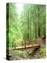 Trail Bridge, Upper Sol Duc Valley, Olympic National Park, Washington, USA-null-Stretched Canvas