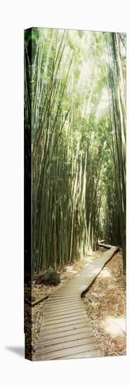 Trail in a Bamboo Forest, Hana Coast, Maui, Hawaii, USA-null-Stretched Canvas