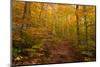 Trail in a forest, Goodnow Mountain, Adirondack Mountains State Park, New York State, USA-null-Mounted Photographic Print