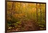 Trail in a forest, Goodnow Mountain, Adirondack Mountains State Park, New York State, USA-null-Framed Photographic Print