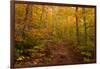 Trail in a forest, Goodnow Mountain, Adirondack Mountains State Park, New York State, USA-null-Framed Photographic Print