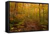 Trail in a forest, Goodnow Mountain, Adirondack Mountains State Park, New York State, USA-null-Framed Stretched Canvas