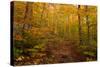 Trail in a forest, Goodnow Mountain, Adirondack Mountains State Park, New York State, USA-null-Stretched Canvas