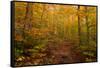 Trail in a forest, Goodnow Mountain, Adirondack Mountains State Park, New York State, USA-null-Framed Stretched Canvas