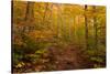 Trail in a forest, Goodnow Mountain, Adirondack Mountains State Park, New York State, USA-null-Stretched Canvas