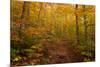 Trail in a forest, Goodnow Mountain, Adirondack Mountains State Park, New York State, USA-null-Mounted Premium Photographic Print