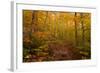 Trail in a forest, Goodnow Mountain, Adirondack Mountains State Park, New York State, USA-null-Framed Photographic Print