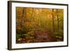 Trail in a forest, Goodnow Mountain, Adirondack Mountains State Park, New York State, USA-null-Framed Photographic Print