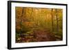 Trail in a forest, Goodnow Mountain, Adirondack Mountains State Park, New York State, USA-null-Framed Photographic Print