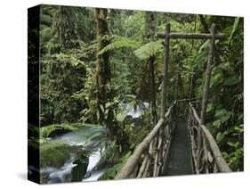 Trail in Cloud Forest, La Paz Waterfall Gardens, Central Valley, Costa Rica-Rolf Nussbaumer-Stretched Canvas