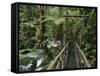 Trail in Cloud Forest, La Paz Waterfall Gardens, Central Valley, Costa Rica-Rolf Nussbaumer-Framed Stretched Canvas