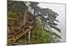 Trail in Fog, Yellow Mountains a UNESCO World Heritage Site-Darrell Gulin-Mounted Photographic Print