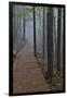 Trail in Fog, Yellow Mountains a UNESCO World Heritage Site-Darrell Gulin-Framed Photographic Print