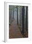 Trail in Fog, Yellow Mountains a UNESCO World Heritage Site-Darrell Gulin-Framed Photographic Print