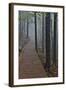 Trail in Fog, Yellow Mountains a UNESCO World Heritage Site-Darrell Gulin-Framed Photographic Print