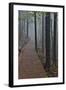 Trail in Fog, Yellow Mountains a UNESCO World Heritage Site-Darrell Gulin-Framed Photographic Print