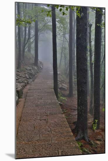 Trail in Fog, Yellow Mountains a UNESCO World Heritage Site-Darrell Gulin-Mounted Photographic Print