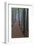 Trail in Fog, Yellow Mountains a UNESCO World Heritage Site-Darrell Gulin-Framed Photographic Print