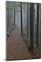 Trail in Fog, Yellow Mountains a UNESCO World Heritage Site-Darrell Gulin-Mounted Photographic Print