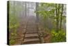 Trail in Fog, Yellow Mountains a UNESCO World Heritage Site-Darrell Gulin-Stretched Canvas