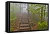 Trail in Fog, Yellow Mountains a UNESCO World Heritage Site-Darrell Gulin-Framed Stretched Canvas