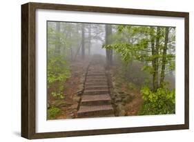 Trail in Fog, Yellow Mountains a UNESCO World Heritage Site-Darrell Gulin-Framed Photographic Print