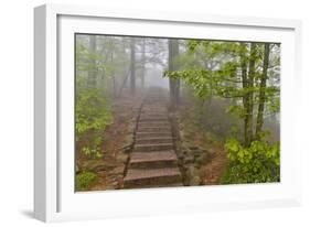 Trail in Fog, Yellow Mountains a UNESCO World Heritage Site-Darrell Gulin-Framed Photographic Print