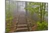 Trail in Fog, Yellow Mountains a UNESCO World Heritage Site-Darrell Gulin-Mounted Photographic Print