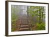 Trail in Fog, Yellow Mountains a UNESCO World Heritage Site-Darrell Gulin-Framed Photographic Print