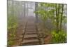 Trail in Fog, Yellow Mountains a UNESCO World Heritage Site-Darrell Gulin-Mounted Photographic Print