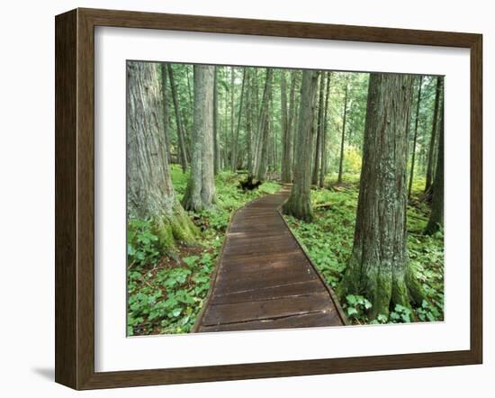 Trail in Glacier National Park, Montana, USA-Darrell Gulin-Framed Premium Photographic Print