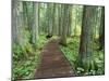 Trail in Glacier National Park, Montana, USA-Darrell Gulin-Mounted Premium Photographic Print