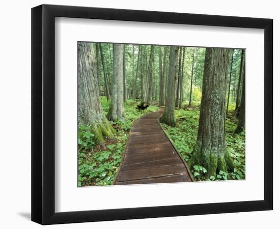 Trail in Glacier National Park, Montana, USA-Darrell Gulin-Framed Photographic Print