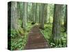 Trail in Glacier National Park, Montana, USA-Darrell Gulin-Stretched Canvas