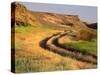 Trail in Grasslands, Columbia National Wildlife Refuge, near Othello, Washington, USA-null-Stretched Canvas