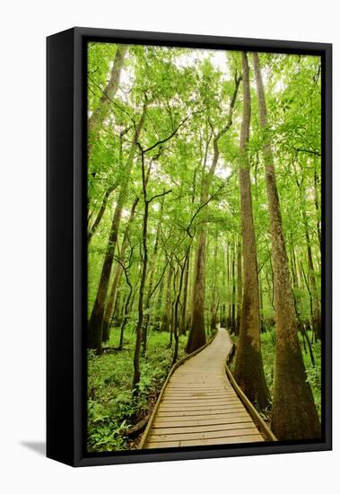 Trail in the Forest-Tashka-Framed Stretched Canvas