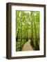 Trail in the Forest-Tashka-Framed Photographic Print