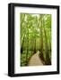 Trail in the Forest-Tashka-Framed Photographic Print