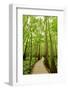 Trail in the Forest-Tashka-Framed Photographic Print